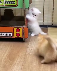 🐾 Welcome to the ultimate showcase of adorable, tail-wagging, purring deli