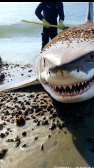 🦈✨ Epic Shark Rescue! Team Cleans Giant Shark Covered in Barnacles! 😱🌊
