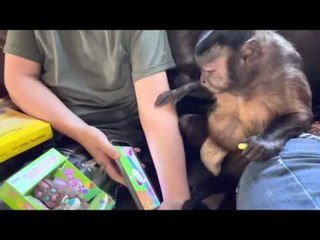 Monkey Fiddles With Boy's Phone Screen and Wastes His Game Points