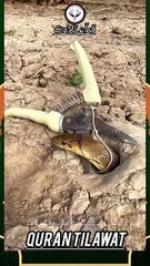 shorts Quran Tilawatshort quran tilawat with banglatranslation_short _shortvideo _shorts _shortsvide(360P)