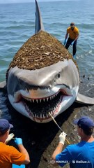 🦈✨ Epic Rescue! Team Cleans Giant Shark Covered in Barnacles! 😱🔥