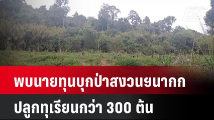 พบนายทุนบุกป่าสงวนฯนากก โค่นไม้หวงห้าม ปลูกทุเรียนกว่า 300 ต้น| เที่ยงทันข่าว | 11 มี.ค. 68