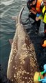 🦈✨ Incredible Rescue! Team Cleans Giant Shark Covered in Barnacles! 🧼🚿