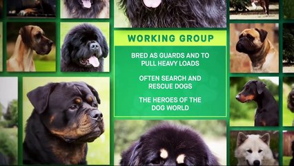 Crufts 2025: Unveiling the Best in Show 🏆