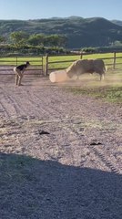 Tierna escena de un granjero y su vaca jugando con un bidón conquista las redes