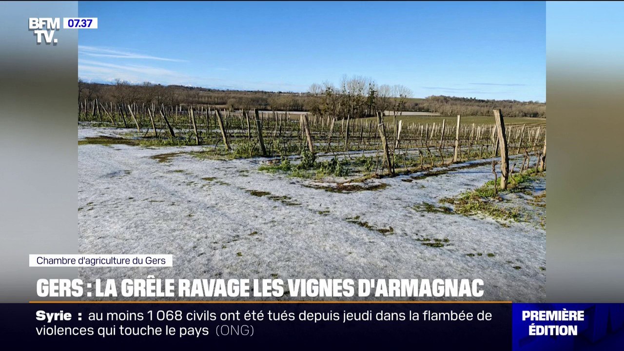 "On ne l'a pas vue arriver": la grêle ravage les vignes d'Armagnac dans le Gers