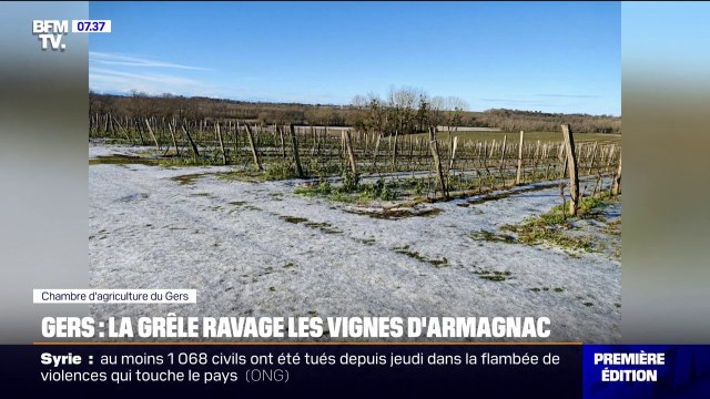 On ne l'a pas vue arriver : la grêle ravage les vignes d'Armagnac dans le Gers