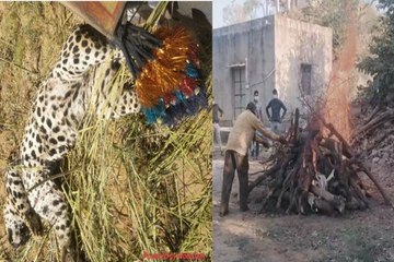 VIDEO: ट्रेन की चपेट में आने से पैंथर की हुई मौत, पोस्टमार्टम के बाद किया अंतिम संस्कार