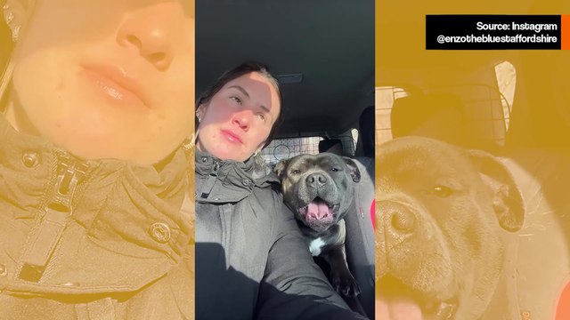 Hulvaton video: omistaja yrittää puhua, mutta puhelias koira ei anna