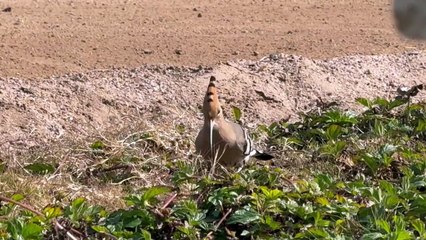 hoopoe