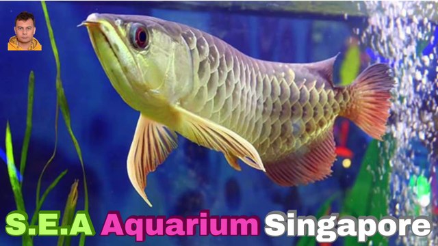 Sea Aquarium Singapore Tour | Resorts World Sentosa | Singapore | Singapore Oceanarium | Saltwater Aquarium | Aquarium | 8