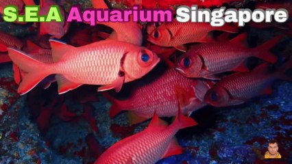Sea Aquarium Singapore Tour | Resorts World Sentosa | Singapore | Singapore Oceanarium | Saltwater Aquarium | Aquarium | 24