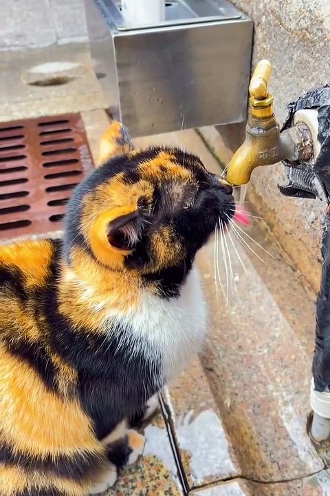 Cute cat😼❤️ #viralvideoシ #cat #pets