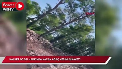 Kalker ocağı hakkında kaçak ağaç kesimi şikayeti