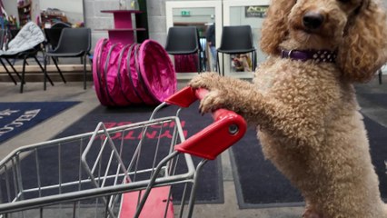 Dancing dog shows impressive tricks in fun video