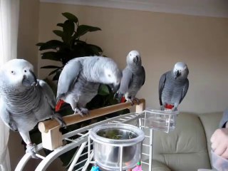 buy-african-grey-parrot-near-me