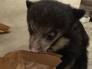 Zoo sucht Namen für süßen Bärennachwuchs