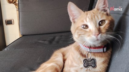 From stray to CEO: how this ginger cat became the face of a legal firm