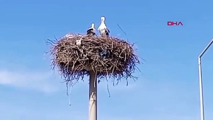 Baharın müjdecisi olan yılın ilk leylekleri geldi