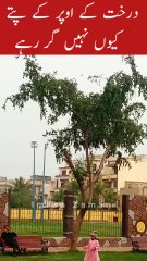 ooper Waly patty Kyo nahi gir rahy😱