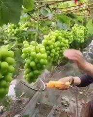 چائنا بہت ترقی کر گیا ہے ماشاءاللہ خوبصورت پھل