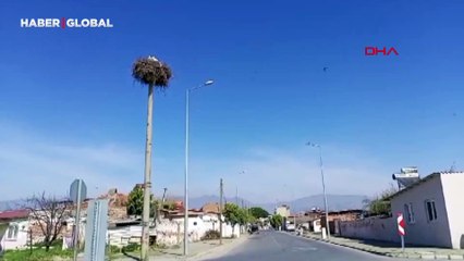 Baharın müjdecisi olan yılın ilk leylekleri Aydın'da