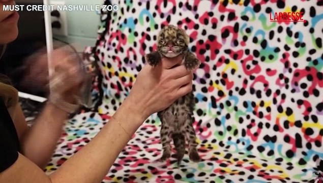 Allo zoo di Nashville ? nato un raro cucciolo di leopardo nuvolato