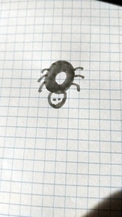 Ragno disegno  modello 7