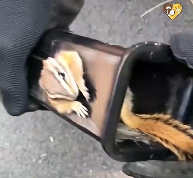 Ce mécanicien trouve un écureuil coincé dans une pièce du moteur