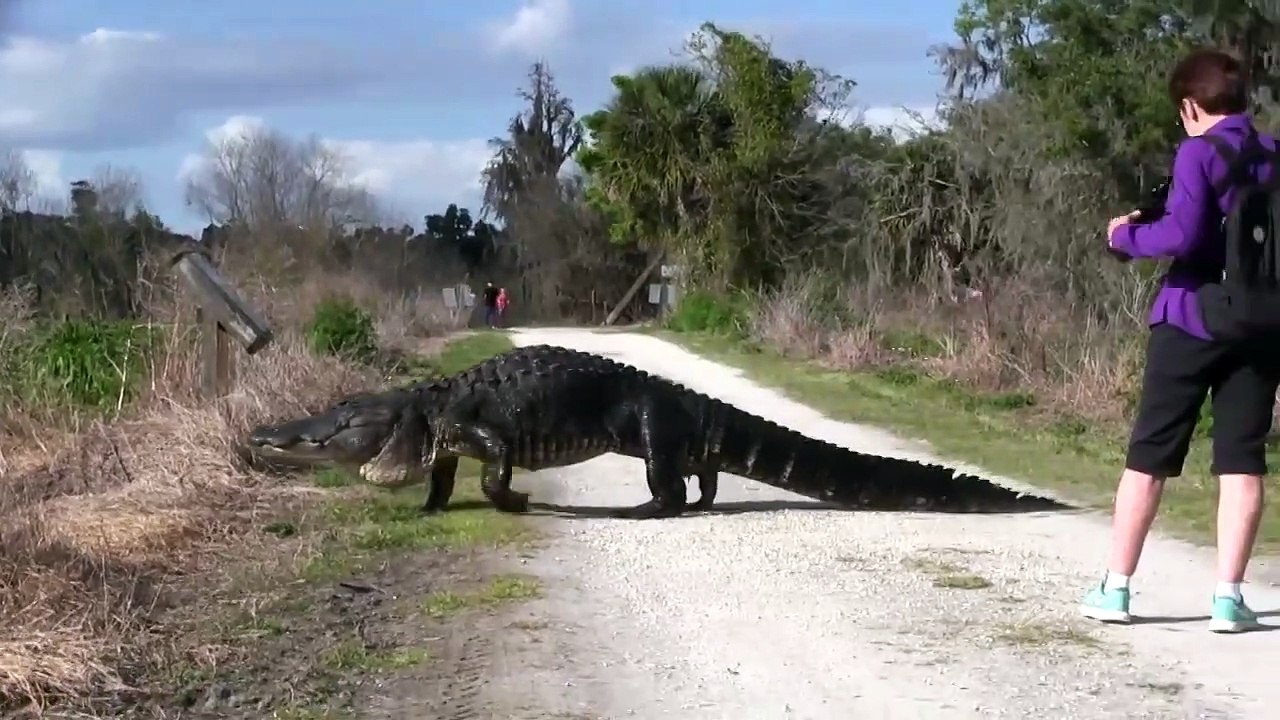 Un énorme crocodile traverse un chemin en Floride... Bel animal