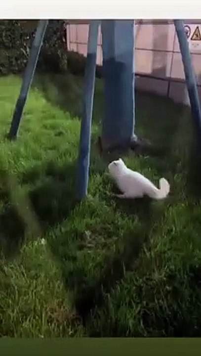 Dao diện là mèo nhưng hệ điều hành thì…🥲