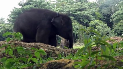 Bebê elefante separado da mãe é resgatado na Indonésia