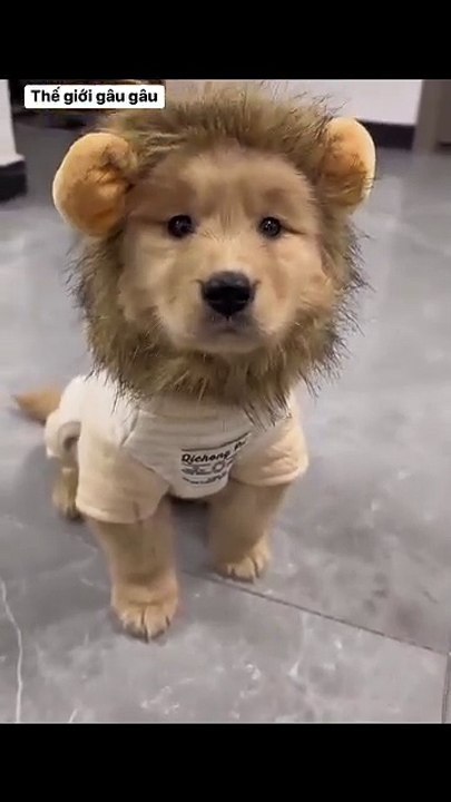 I'm no longer afraid of raising a dog to steal, now I have to raise a lion 😎