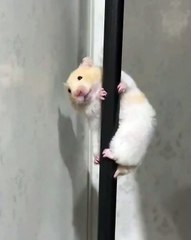 🐹 Welcome to the ultimate HAMSTER show! 🐹 In this adorable video, we delv