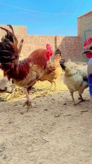 #trending #usa #viral #shortvideo #baby #pet #animals #hen #murgha #murgi #rooster