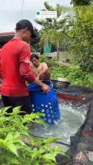 Fungsi SORTIR ikan lele yang belum banyak diketahui oleh para pemula