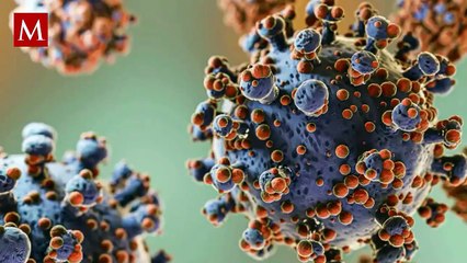 Hantavirus: Riesgos y transmisión del virus a través de los ratones