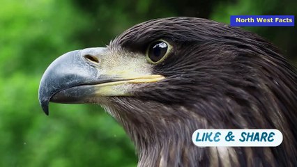 Sky Kings: Secrets of the Majestic Bald Eagle