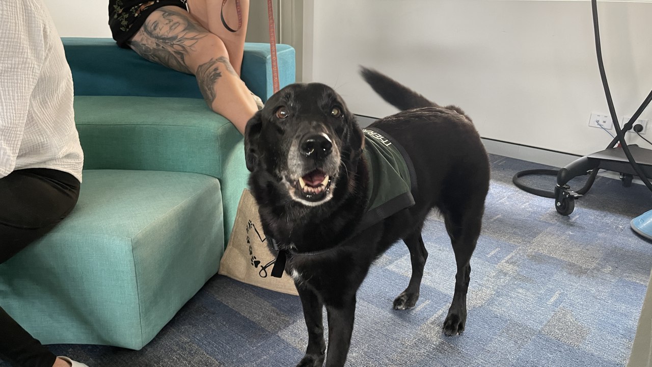 Chatham High School therapy dog Crysta performs some tricks.