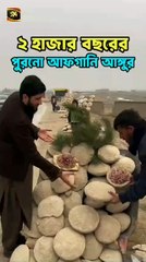 ২ হাজার বছরের পুরানো আফগানি আঙ্গুর সংরক্ষণ পদ্ধতি | SYA Channel