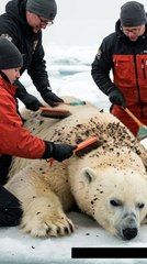 🐻‍❄️✨ Incredible Rescue! Team Cleans Majestic Polar Bear Covered in Barnacles! 🧼🚿