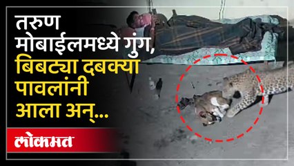 घराच्या अंगणात झोपलेल्या पाळीव श्वानावर बिबट्याचा हल्ला; घटनेचा थरारक व्हिडिओ समोर...