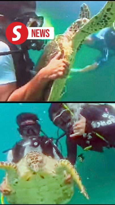 Sabah probing viral video of mistreated sea turtle