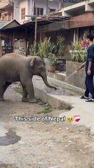 Baby elephant asks for water from a man in Nepal