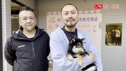 新竹縣柴犬認養熱潮：13隻柴柴僅11人帶回家，背後原因揭曉🐶