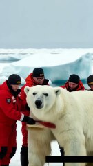 🐻‍❄️✨ Rescue Team Saves Majestic Polar Bear Covered in Barnacles! 🛁💙