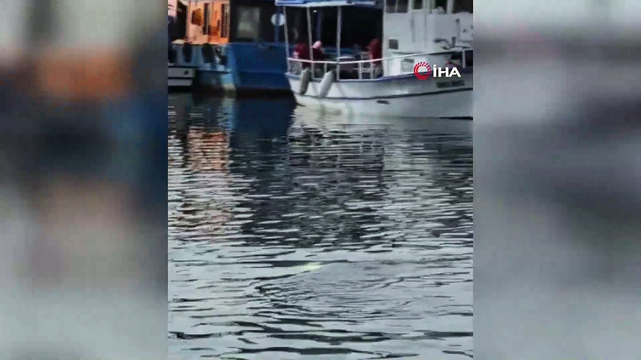 Bursa'da dev orkinos tekneyi salladı