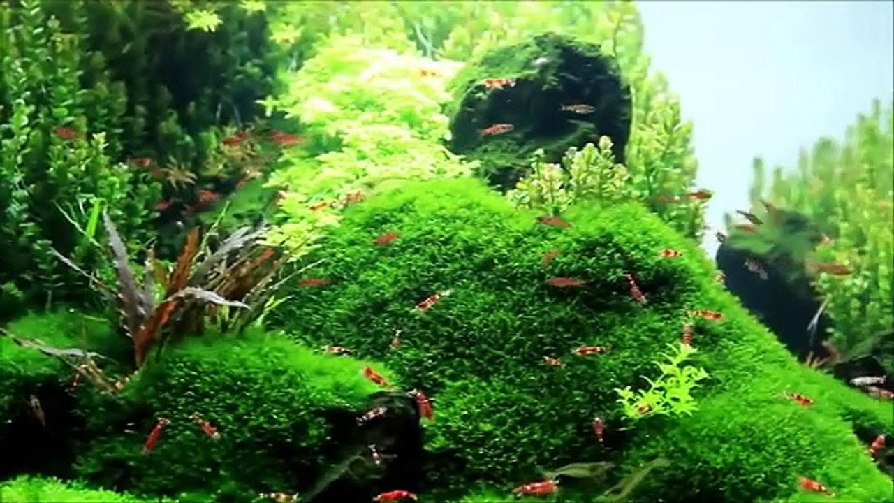 Aquarium