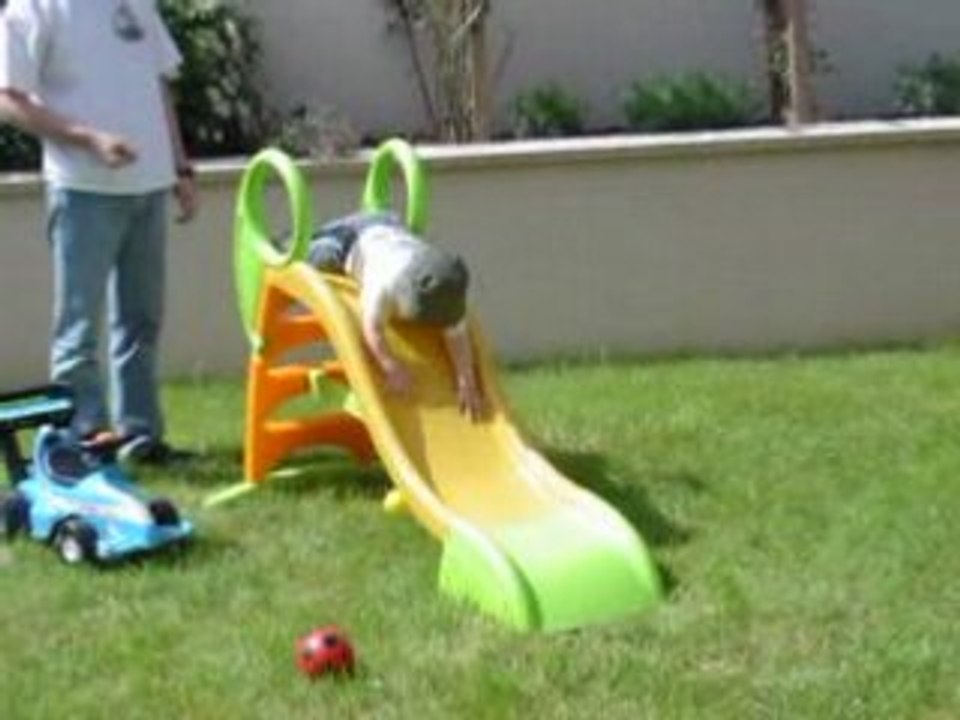 toboggan 2