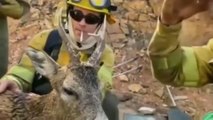 El emotivo gesto que tiene un bombero con un ciervo tras un incendio